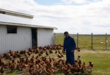 Construyen curioso “motel de gallinas” en Tierra del Fuego