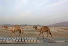 Los retos del otro AVE gallego: sin túneles, con camellos en la vía, a 50 grados y en suelo vetado