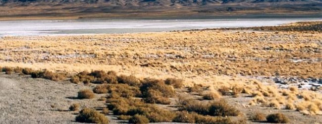 SQM paga US$25 millones por 50% de proyecto de litio Caucharí-Olaroz en Argentina