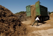 Española Ence busca entrar a negocio de generación eléctrica con biomasa