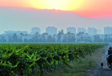 Viña Cousiño Macul inicia evaluación ambiental de nuevo proyecto inmobiliario