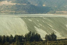 Minera deberá plantar 60 mil árboles nativos para reparar daños