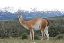Plan de Conservación del Guanaco: un aporte a la conservación de la especie