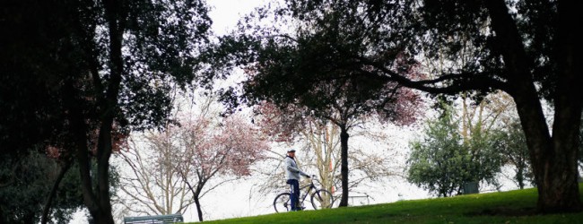 Puente Alto y El Bosque: las comunas con menor acceso a áreas verdes