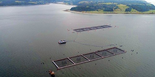 SMA solicita al Tribunal Ambiental autorización para detener centro de cultivo de Marine Harvest