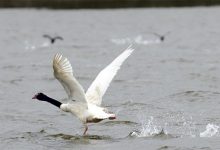 Pascua Lama, Río Cruces y crisis en Quintero: los casos que podrían haber terminado en cárcel con proyecto de delito ambiental