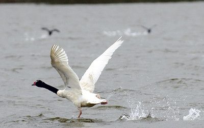 Pascua Lama, Río Cruces y crisis en Quintero: los casos que podrían haber terminado en cárcel con proyecto de delito ambiental