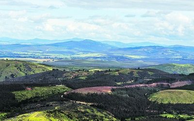 La Araucanía: traspaso de tierras divide a actores de la región