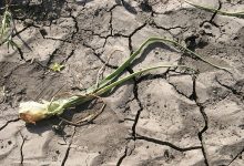 Instalan en México primer desalinizadora de agua para uso agrícola en América