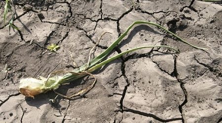 Instalan en México primer desalinizadora de agua para uso agrícola en América