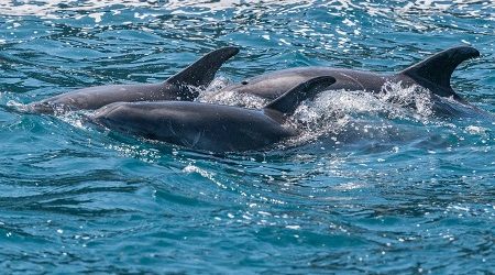 Lo que viene tras la aprobación de polémico proyecto Dominga en el Archipiélago Humboldt: opositores esperan pronunciamiento de la Suprema por recursos pendientes